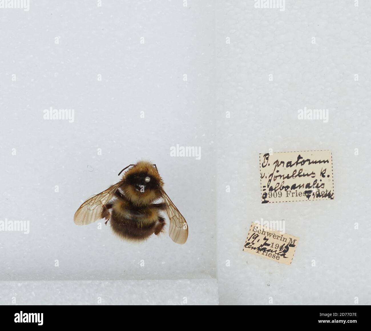 Bombus (Pyrobombus) jonellus (Kirby), Animalia, Arthropoda, Insecta, Hymenoptera, Apidae, Apinae Stockfoto