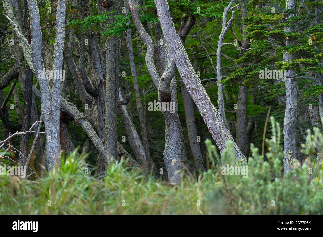 Lenga Baum, Nothofagus pumilio, Wulaia Bay, Navarino Insel, Murray Channel, Beagle Channel, Tierra del Fuego Archipel, Magallanes und chilenische Anta Stockfoto