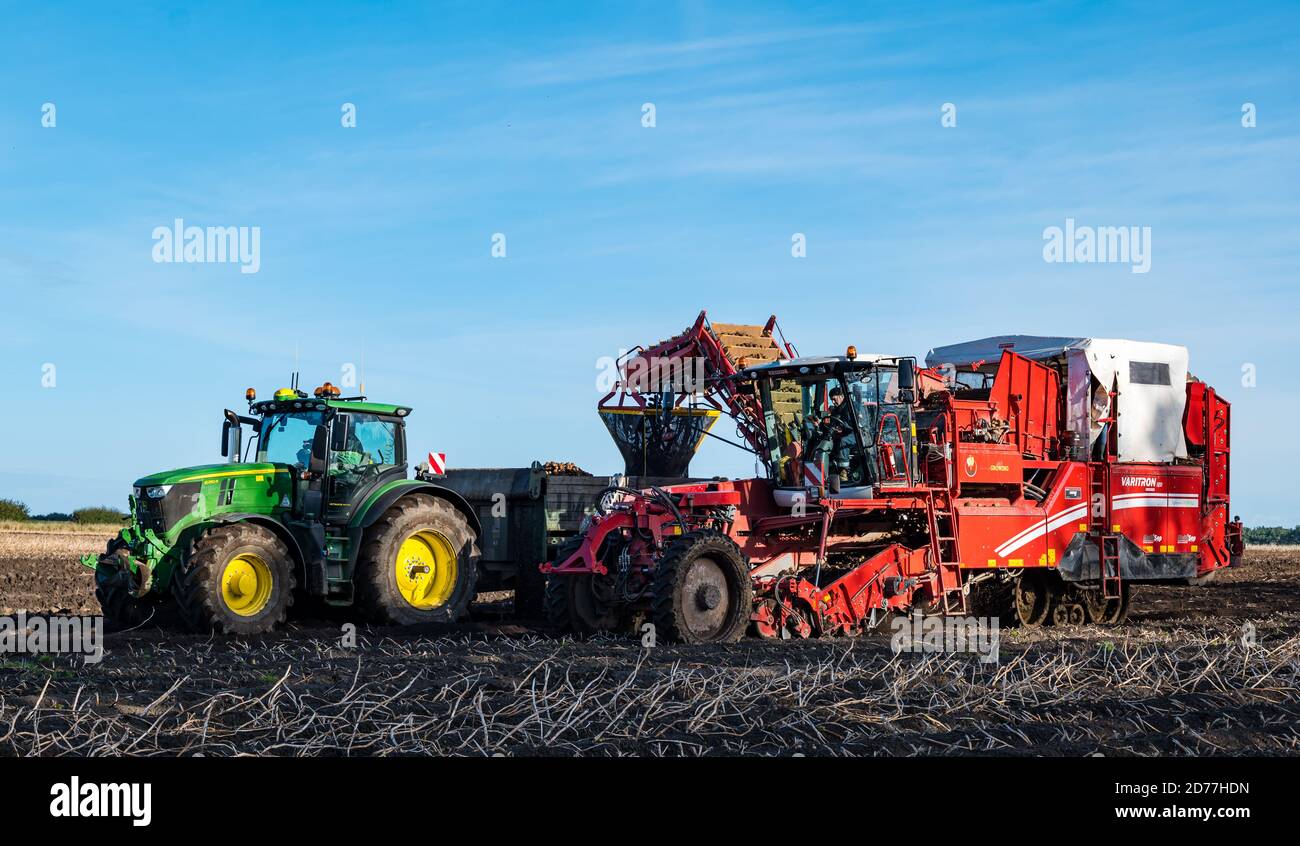 Luffness Mains Farm, East Lothian, Schottland, Großbritannien, 21. Oktober 2020. Letzte Kartoffelernte: Mit 100mm Regen fallen vor kurzem, eine selbstfahrende Kartoffelernter wird für über £300 pro Stunde gemietet, um mit schlammigen Bedingungen zu bewältigen. Die Ernte würde normalerweise bis zum 15. Abgeschlossen sein. Dieses letzte Feld wird bis Freitag mit 10 Hektar geerntet werden, die 600 Tonnen Maris Piper Kartoffeln ergeben. Allerdings überwiegen die Kosten der Miete den Gewinn und ein Großteil der Kartoffelnachfrage trocknete während der Schließung mit Catering-Filialen geschlossen Stockfoto