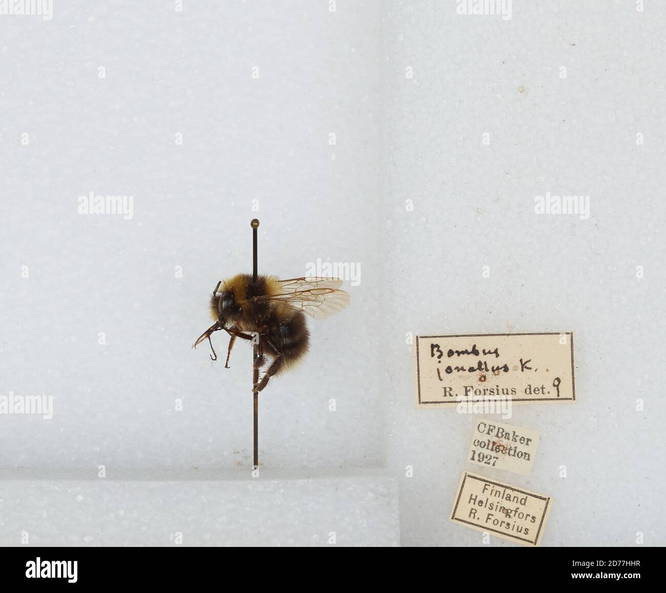 Helsinki, Uusimaa, Finnland, Bombus (Pyrobombus) jonellus (Kirby), Animalia, Arthropoda, Insecta, Hymenoptera, Apidae, Apinae Stockfoto