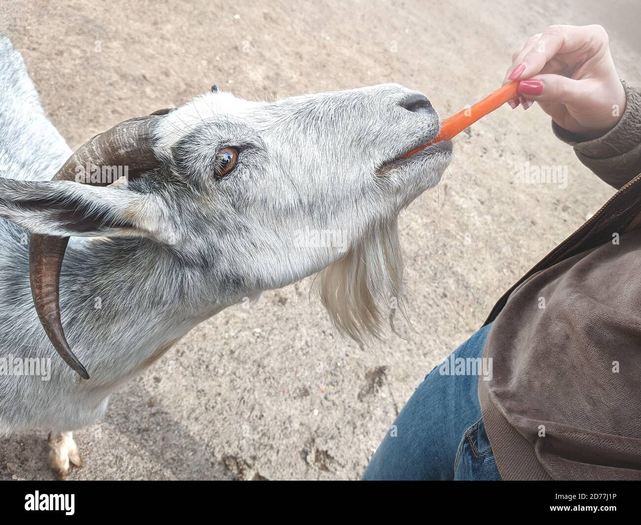 Frau Tierarzt Fütterung Ziege. Bauernhof und Landwirtschaft Konzept. Stockfoto