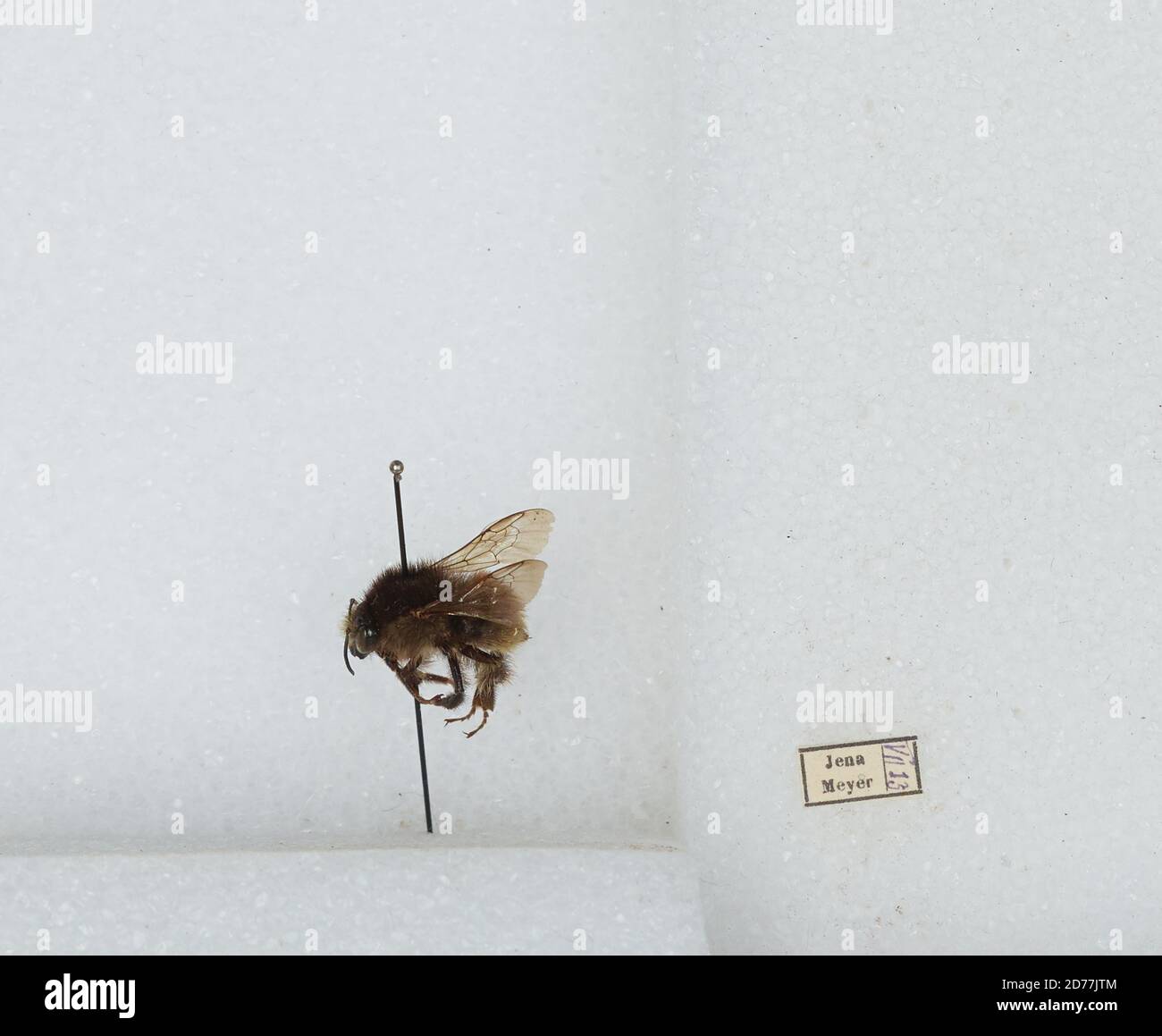 Jena, Thüringen, Deutschland, Bombus (Thoracobombus) humilis Illiger