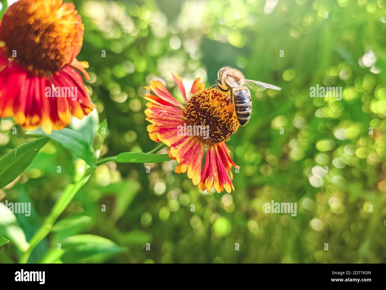 Honigbiene bedeckt mit gelben Pollen sammeln Nektar in der Blüte. Tier sitzt Sammeln in sonnigen Sommer Sonnenblume. Wichtig für Umwelt-ec Stockfoto