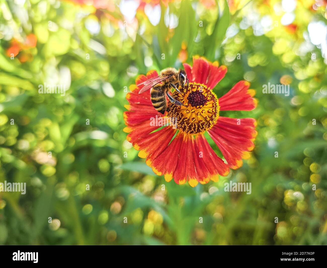Honigbiene bedeckt mit gelben Pollen sammeln Nektar in der Blüte. Tier sitzt Sammeln in sonnigen Sommer Sonnenblume. Wichtig für Umwelt-ec Stockfoto