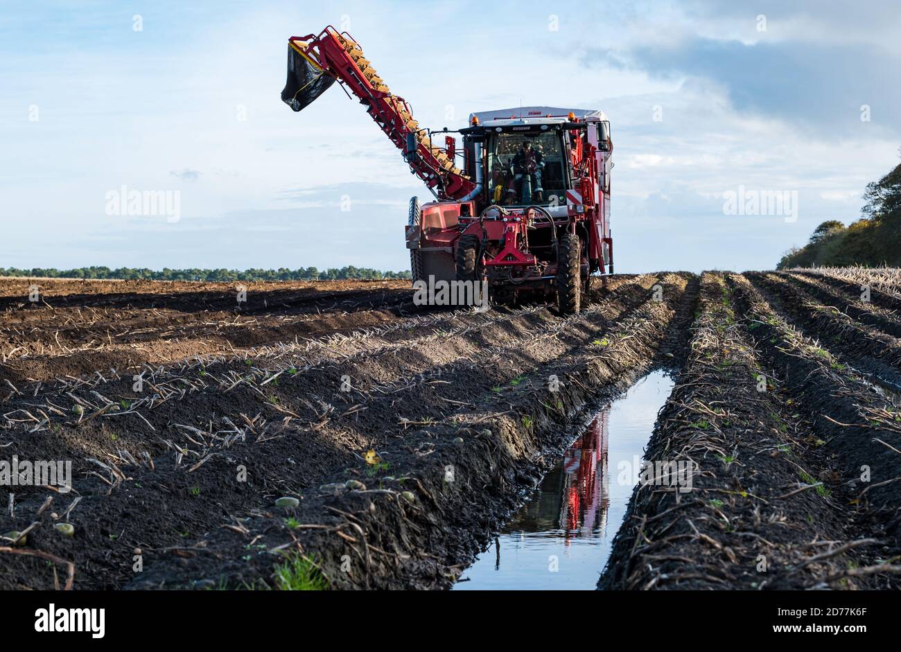 Luffness Mains Farm, East Lothian, Schottland, Großbritannien, 21. Oktober 2020. Letzte Kartoffelernte: Mit 100mm Regen fallen vor kurzem, eine selbstfahrende Kartoffelernter wird für über £300 pro Stunde gemietet, um mit schlammigen Bedingungen zu bewältigen. Die Ernte würde normalerweise bis zum 15. Abgeschlossen sein. Dieses letzte Feld wird bis Freitag mit 10 Hektar geerntet werden, die 600 Tonnen Maris Piper Kartoffeln ergeben. Allerdings überwiegen die Kosten der Miete den Gewinn und ein Großteil der Kartoffelnachfrage trocknete während der Schließung mit Catering-Filialen geschlossen Stockfoto