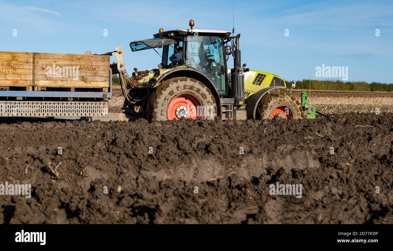 Luffness Mains Farm, East Lothian, Schottland, Großbritannien, 21. Oktober 2020. Letzte Kartoffelernte: Mit 100mm Regen fallen vor kurzem, eine selbstfahrende Kartoffelernter wird für über £300 pro Stunde gemietet, um mit schlammigen Bedingungen zu bewältigen. Dieses letzte Feld wird bis Freitag mit 10 Hektar geerntet werden, die 600 Tonnen Maris Piper Kartoffeln ergeben. Die Kosten für die Miete überwiegen den Gewinn und die Kartoffelnachfrage trocknete während der Schließung mit Catering-Filialen geschlossen. Ein Traktor steckt im schweren Schlamm fest Stockfoto