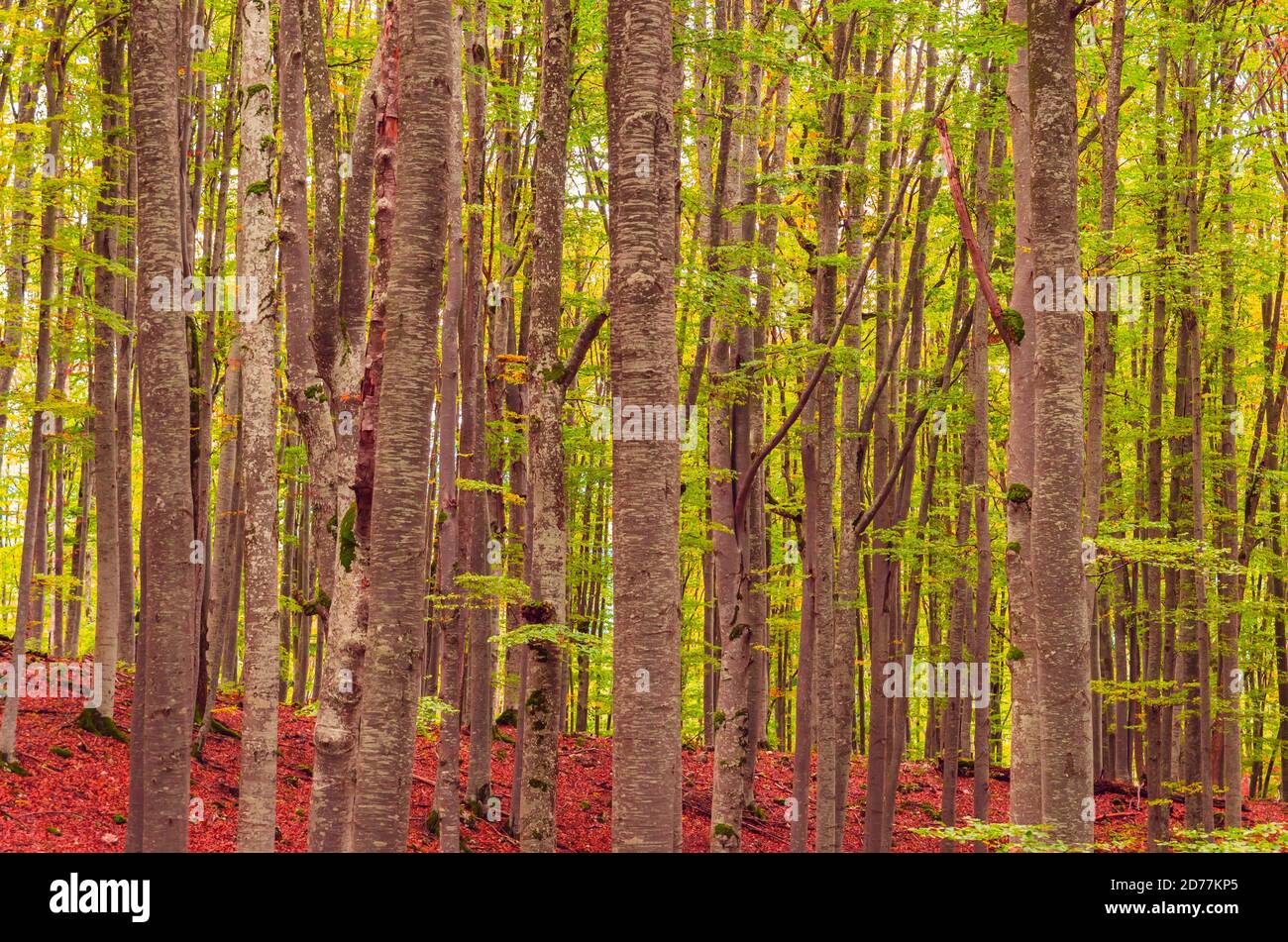 Herbstlandschaft in den Bergen. Berg Herbst Szene mit bunten Bäumen im Wald Stockfoto