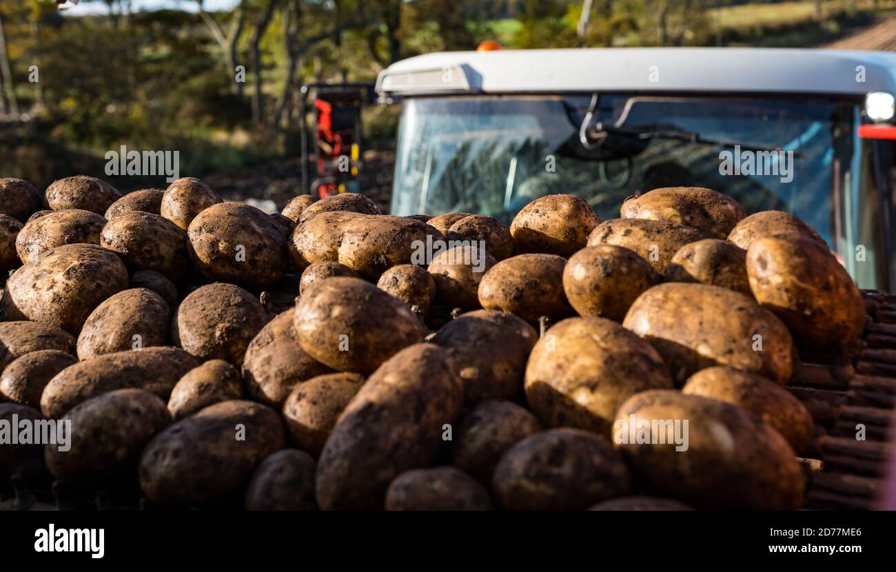 Luffness Mains Farm, East Lothian, Schottland, Großbritannien, 21. Oktober 2020. Letzte Kartoffelernte: Mit 100mm Regen fallen vor kurzem, eine selbstfahrende Kartoffelernter wird für über £300 pro Stunde gemietet, um mit schlammigen Bedingungen zu bewältigen. Die Ernte würde normalerweise bis zum 15. Abgeschlossen sein. Dieses letzte Feld wird bis Freitag mit 10 Hektar geerntet werden, die 600 Tonnen Maris Piper Kartoffeln ergeben. Allerdings werden die Kosten der Miete überwiegen den Gewinn und ein Großteil der Kartoffelnachfrage ausgetrocknet während der Sperrung mit Catering-Filialen geschlossen Stockfoto