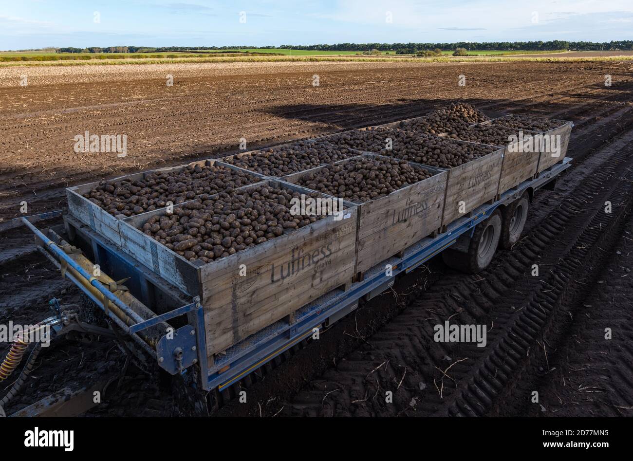 Luffness Mains Farm, East Lothian, Schottland, Großbritannien, 21. Oktober 2020. Letzte Kartoffelernte: Mit 100mm Regen fallen vor kurzem, eine selbstfahrende Kartoffelernter wird für über £300 pro Stunde gemietet, um mit schlammigen Bedingungen zu bewältigen. Die Ernte würde normalerweise bis zum 15. Abgeschlossen sein. Dieses letzte Feld wird bis Freitag mit 10 Hektar geerntet werden, die 600 Tonnen Maris Piper Kartoffeln ergeben. Allerdings werden die Kosten der Miete überwiegen den Gewinn und ein Großteil der Kartoffelnachfrage ausgetrocknet während der Sperrung mit Catering-Filialen geschlossen Stockfoto
