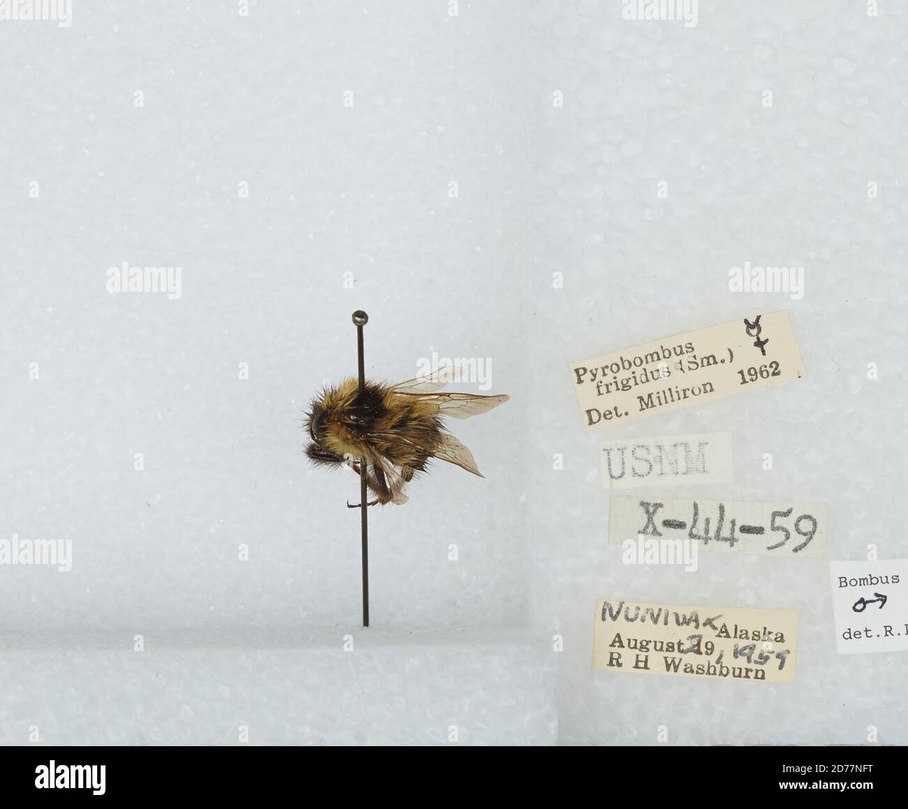 Nunivak, Bethel, Alaska, United States, Bombus (Pyrobombus) frigidus Smith, Animalia, Arthropoda, Insecta, Hymenoptera, Apidae, Apinae Stockfoto