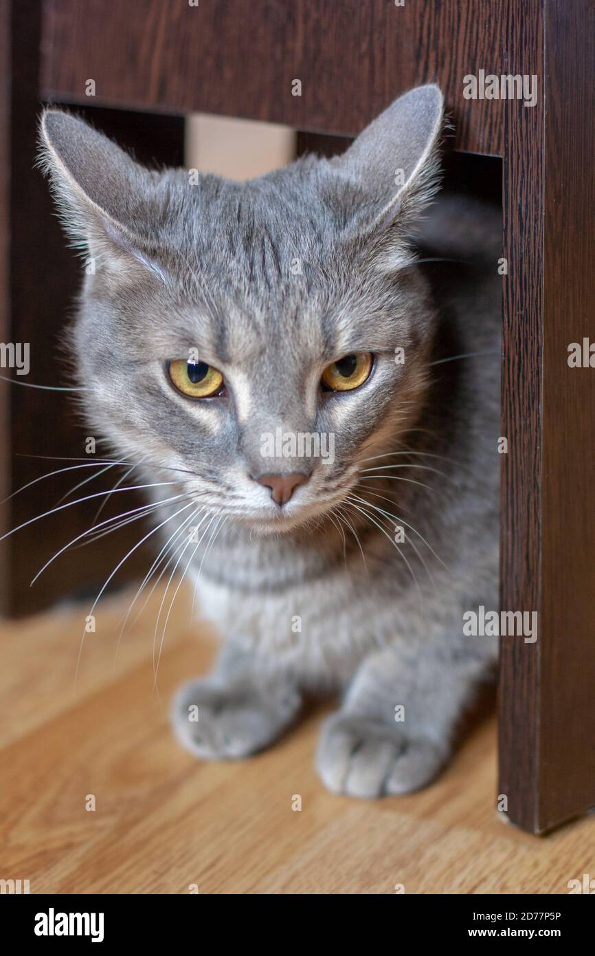 Eine graue Katze sitzt unter einem Stuhl auf dem Parkettboden. Gelbe Augen und ein langer Schnurrbart. Geringe Schärfentiefe. Vertikal. Stockfoto