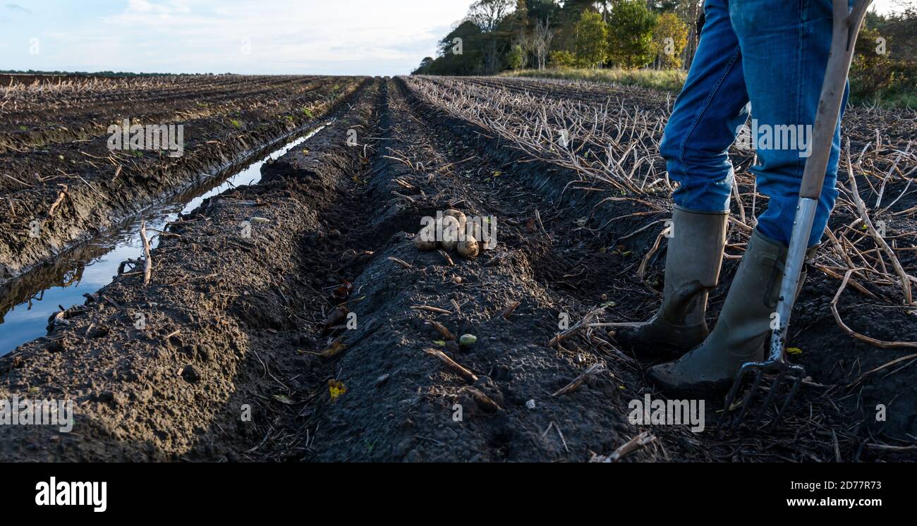 Luffness Mains Farm, East Lothian, Schottland, Großbritannien, 21. Oktober 2020. Letzte Kartoffelernte: Mit 100mm Regen fallen vor kurzem, eine selbstfahrende Kartoffelernter wird für über £300 pro Stunde gemietet, um mit schlammigen Bedingungen zu bewältigen. Die Ernte würde normalerweise bis zum 15. Abgeschlossen sein. Dieses letzte Feld wird bis Freitag mit 10 Hektar geerntet werden, die 600 Tonnen Maris Piper Kartoffeln ergeben. Die Kosten für die Miete überwiegen den Gewinn und die Kartoffelnachfrage trocknete während der Schließung mit Catering-Filialen geschlossen. Im Bild: Geert Knottenbelt, Betriebsleiter, inspiziert die Ernte Stockfoto