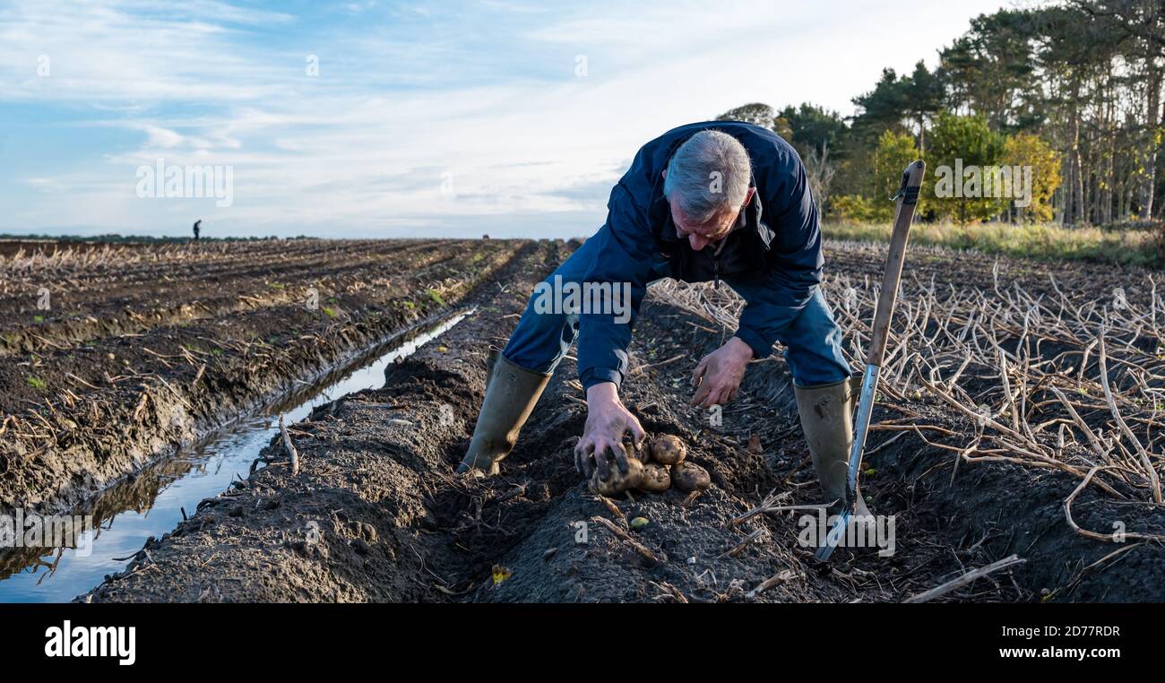 Luffness Mains Farm, East Lothian, Schottland, Großbritannien, 21. Oktober 2020. Letzte Kartoffelernte: Mit 100mm Regen fallen vor kurzem, eine selbstfahrende Kartoffelernter wird für über £300 pro Stunde gemietet, um mit schlammigen Bedingungen zu bewältigen. Die Ernte würde normalerweise bis zum 15. Abgeschlossen sein. Dieses letzte Feld wird bis Freitag mit 10 Hektar geerntet werden, die 600 Tonnen Maris Piper Kartoffeln ergeben. Die Kosten für die Miete überwiegen den Gewinn und die Kartoffelnachfrage trocknete während der Schließung mit Catering-Filialen geschlossen. Im Bild: Geert Knottenbelt, Betriebsleiter, inspiziert die Ernte Stockfoto