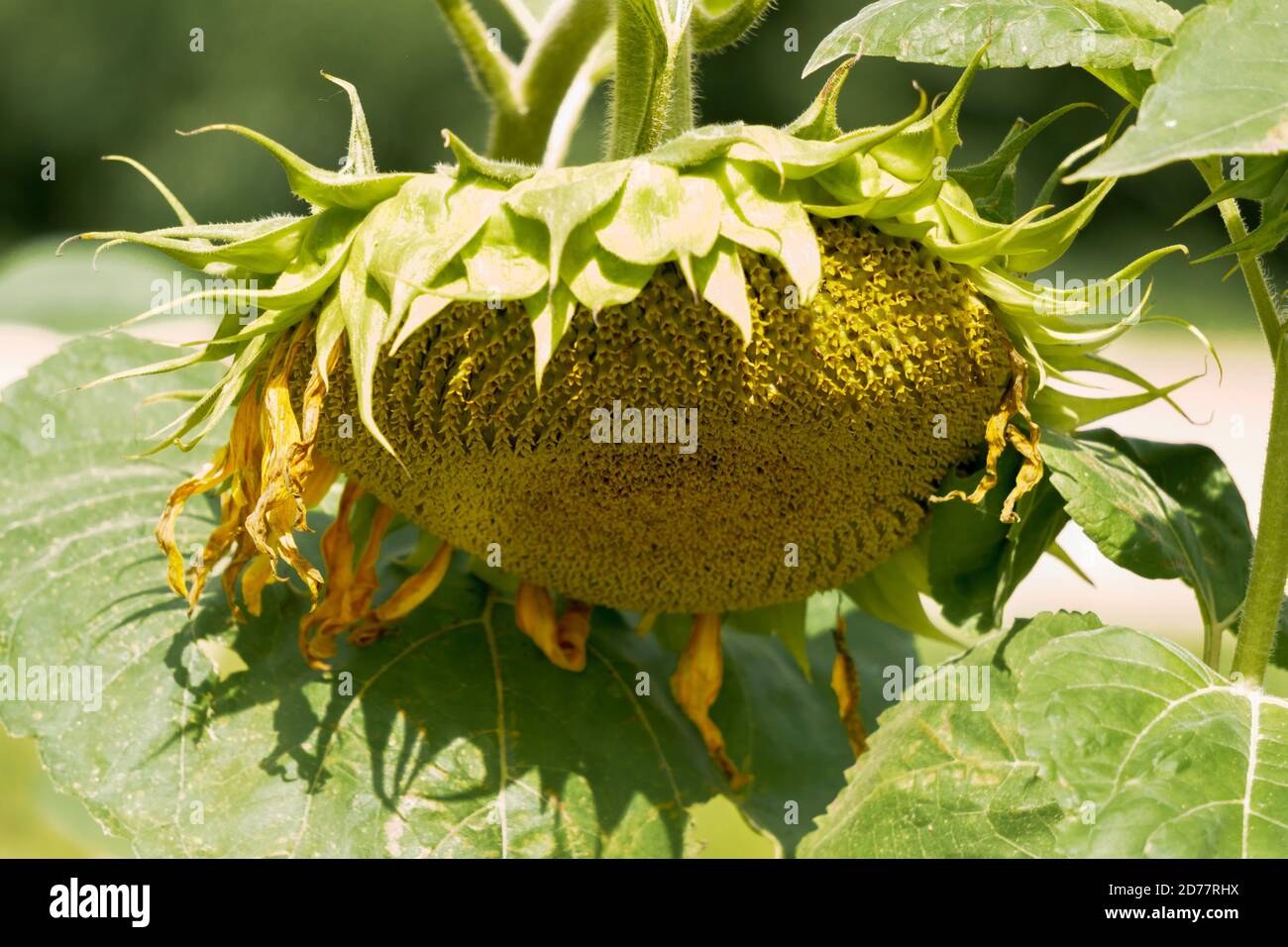 Sonnenblume mit reifen Samen im Garten. Stockfoto