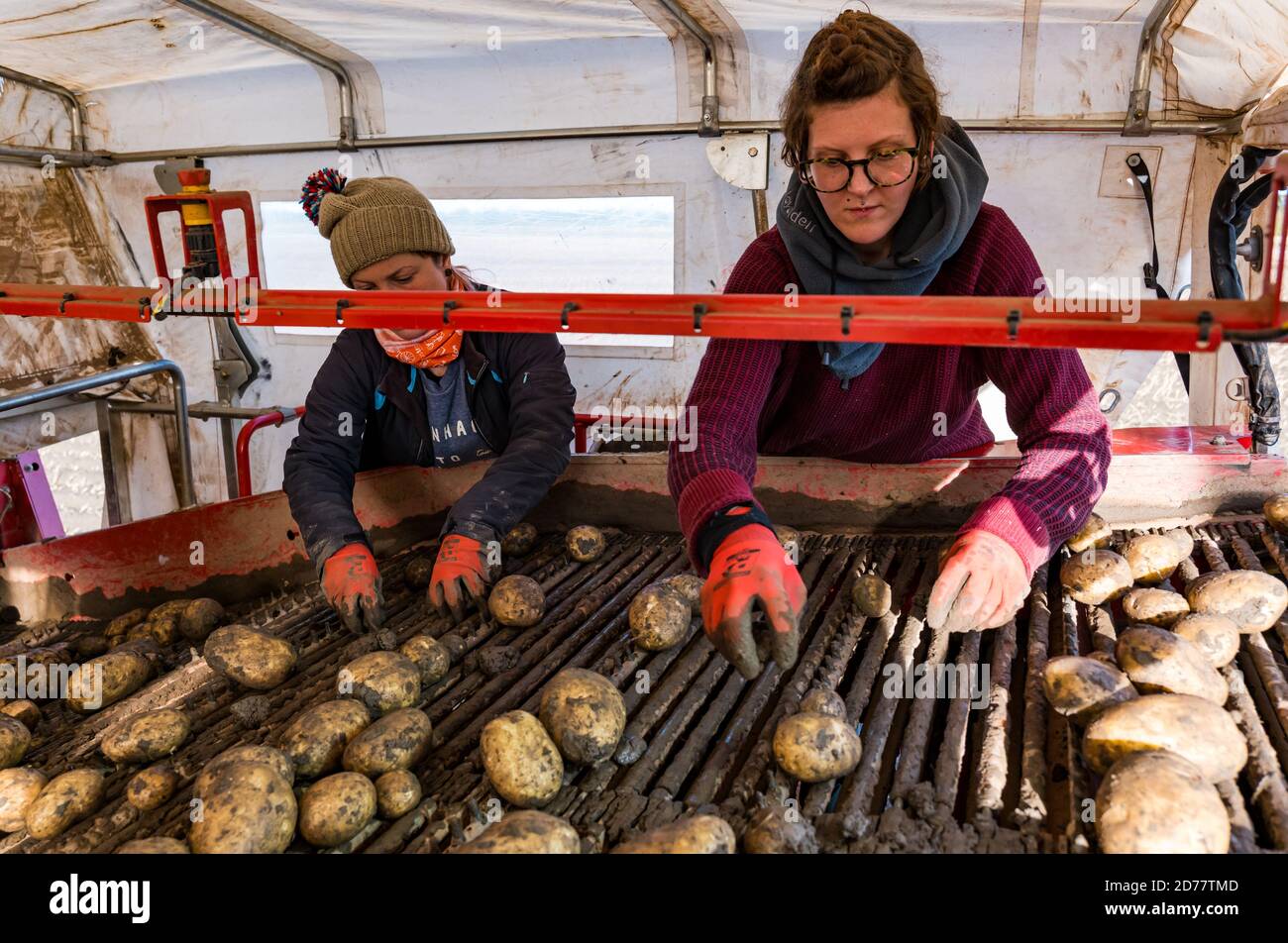 Luffness Mains Farm, East Lothian, Schottland, Großbritannien, 21. Oktober 2020. Letzte Kartoffelernte: Mit 100mm Regen fallen vor kurzem, eine selbstfahrende Kartoffelernter wird für über £300 pro Stunde gemietet, um mit schlammigen Bedingungen zu bewältigen. Dieses letzte Feld wird bis Freitag mit 10 Hektar geerntet werden, die 600 Tonnen Maris Piper Kartoffeln ergeben. Die Kosten für die Miete überwiegen den Gewinn und die Kartoffelnachfrage trocknete während der Schließung mit Catering-Filialen geschlossen. Im Bild: Leiharbeiter Edina und Charlie Stockfoto