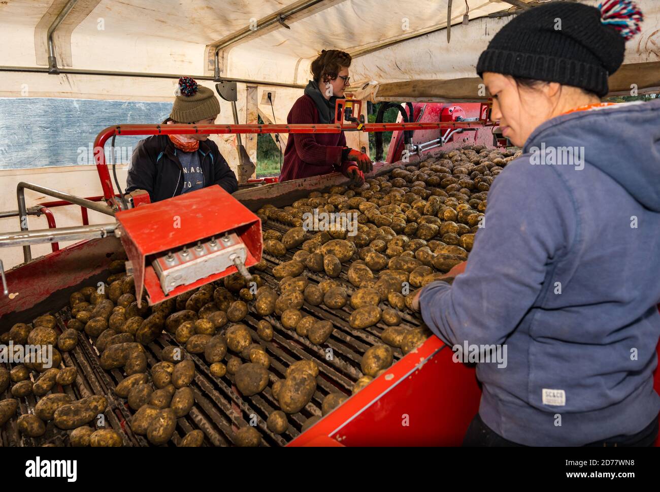 Luffness Mains Farm, East Lothian, Schottland, Großbritannien, 21. Oktober 2020. Letzte Kartoffelernte: Mit 100mm Regen fallen vor kurzem, eine selbstfahrende Kartoffelernter wird für über £300 pro Stunde gemietet, um mit schlammigen Bedingungen zu bewältigen. Dieses letzte Feld wird bis Freitag mit 10 Hektar geerntet werden, die 600 Tonnen Maris Piper Kartoffeln ergeben. Die Kosten für die Miete überwiegen den Gewinn und die Kartoffelnachfrage trocknete während der Schließung mit Catering-Filialen geschlossen. Im Bild: Leiharbeiter Edina, Charlie & Stella Stockfoto