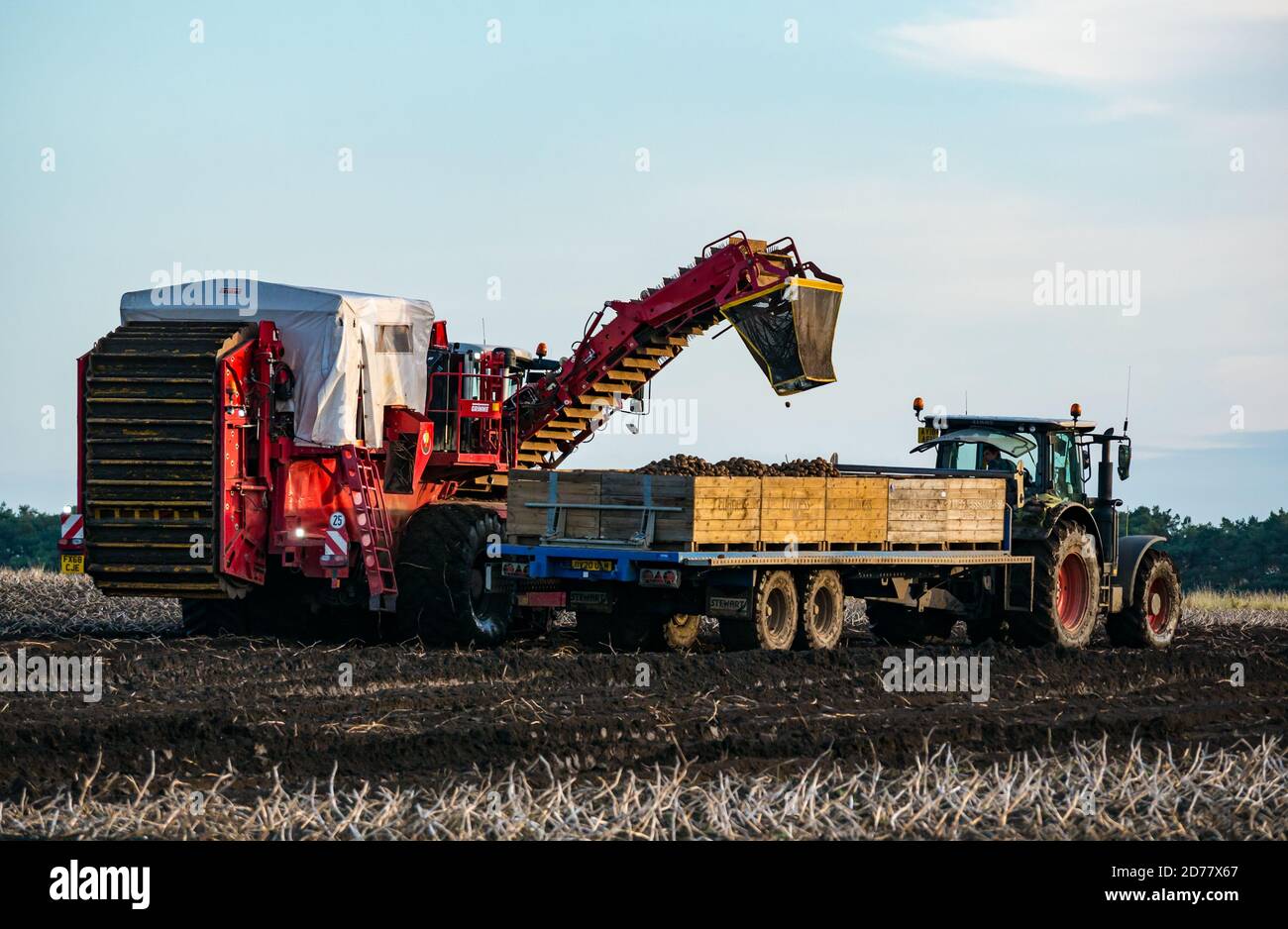 Luffness Mains Farm, East Lothian, Schottland, Großbritannien, 21. Oktober 2020. Letzte Kartoffelernte: Mit 100mm Regen fallen vor kurzem, eine selbstfahrende Kartoffelernter wird für über £300 pro Stunde gemietet, um mit schlammigen Bedingungen zu bewältigen. Die Ernte würde normalerweise bis zum 15. Abgeschlossen sein. Dieses letzte Feld wird bis Freitag mit 10 Hektar geerntet werden, die 600 Tonnen Maris Piper Kartoffeln ergeben. Allerdings überwiegen die Kosten der Miete den Gewinn und ein Großteil der Kartoffelnachfrage trocknete während der Schließung mit Catering-Filialen geschlossen Stockfoto