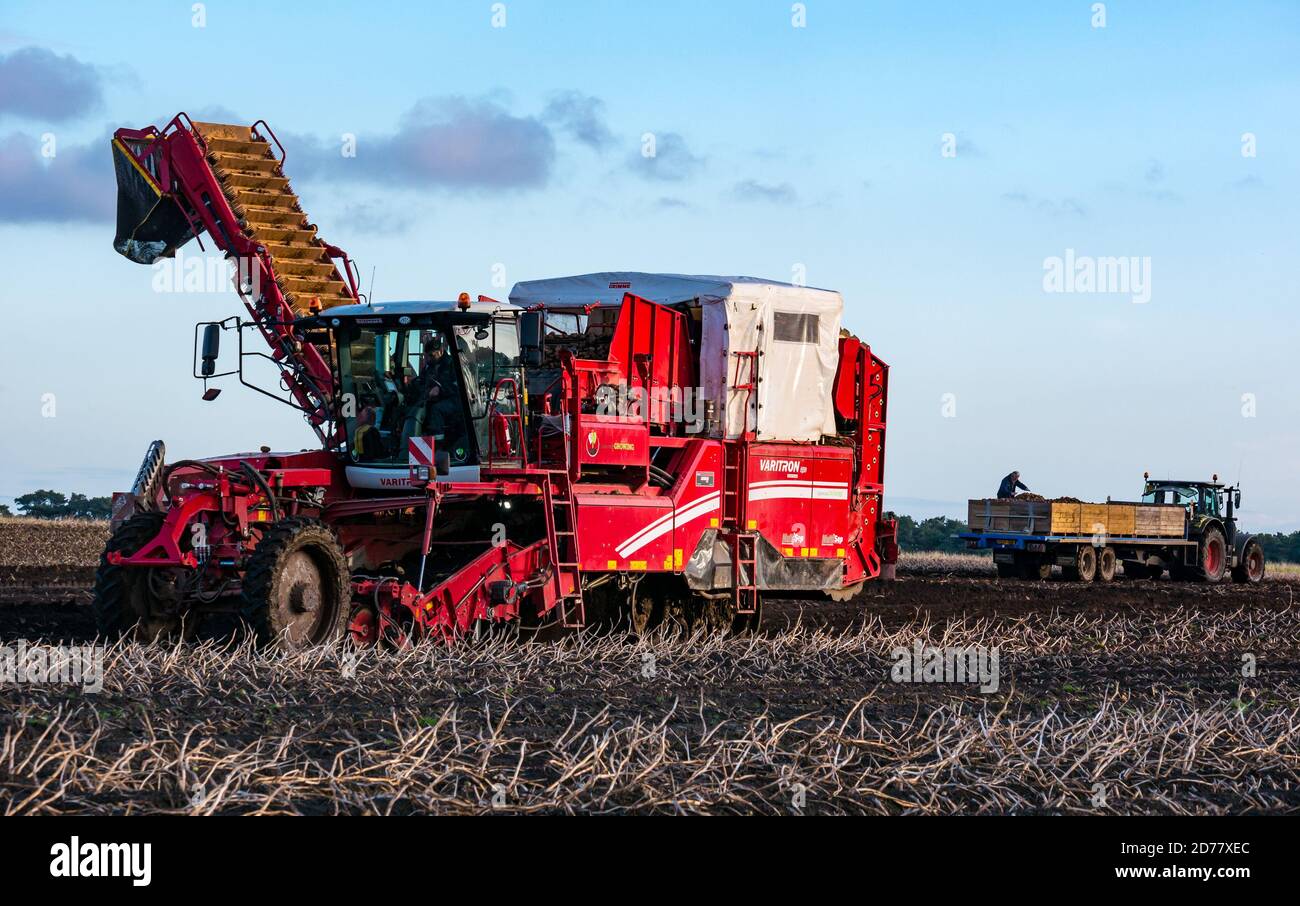 Luffness Mains Farm, East Lothian, Schottland, Großbritannien, 21. Oktober 2020. Letzte Kartoffelernte: Mit 100mm Regen fallen vor kurzem, eine selbstfahrende Kartoffelernter wird für über £300 pro Stunde gemietet, um mit schlammigen Bedingungen zu bewältigen. Die Ernte würde normalerweise bis zum 15. Abgeschlossen sein. Dieses letzte Feld wird bis Freitag mit 10 Hektar geerntet werden, die 600 Tonnen Maris Piper Kartoffeln ergeben. Allerdings überwiegen die Kosten der Miete den Gewinn und ein Großteil der Kartoffelnachfrage trocknete während der Schließung mit Catering-Filialen geschlossen Stockfoto