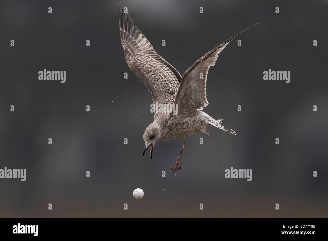 Die Jungmöwe (Larus argentatus) denkt, ein Golfball sei ein Ei und versucht, ihn zu zerschlagen. Die junge Möwe hat ein Bein fehlt. Stockfoto