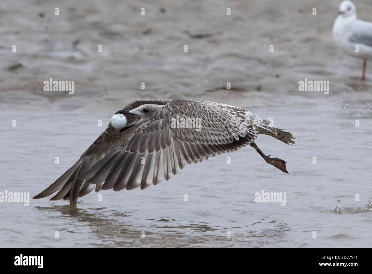 Die Jungmöwe (Larus argentatus) denkt, ein Golfball sei ein Ei und versucht, ihn zu zerschlagen. Die junge Möwe hat ein Bein fehlt. Stockfoto