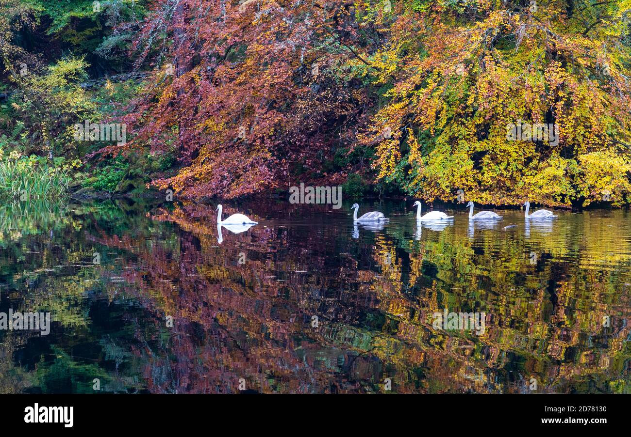 Herbstfarben auf Waldbelaubung am Loch Dunmore in Faskally Wood bei Pitlochry in Perthshire, Schottland, Großbritannien Stockfoto