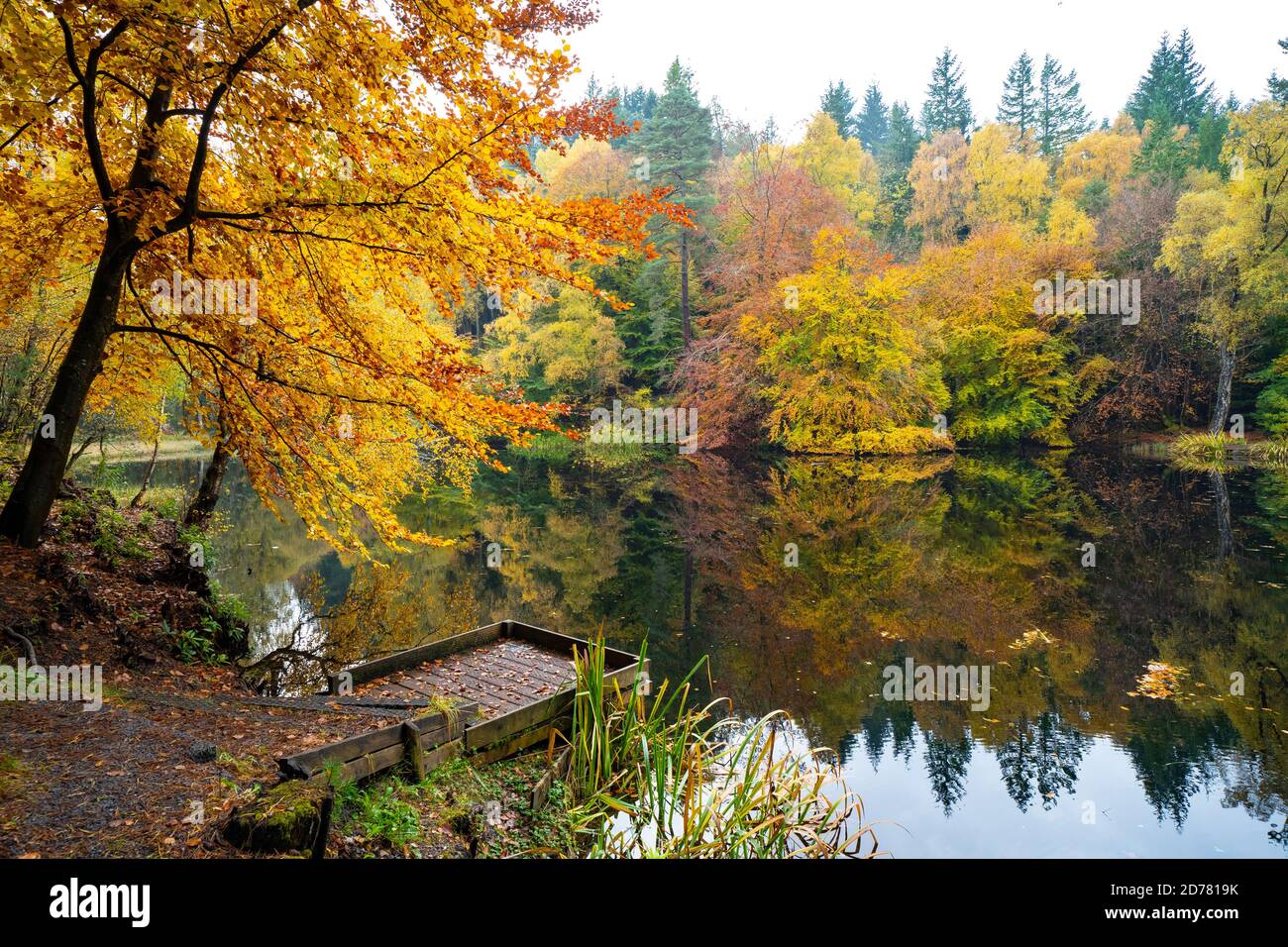 Herbstfarben auf Waldbelaubung am Loch Dunmore in Faskally Wood bei Pitlochry in Perthshire, Schottland, Großbritannien Stockfoto