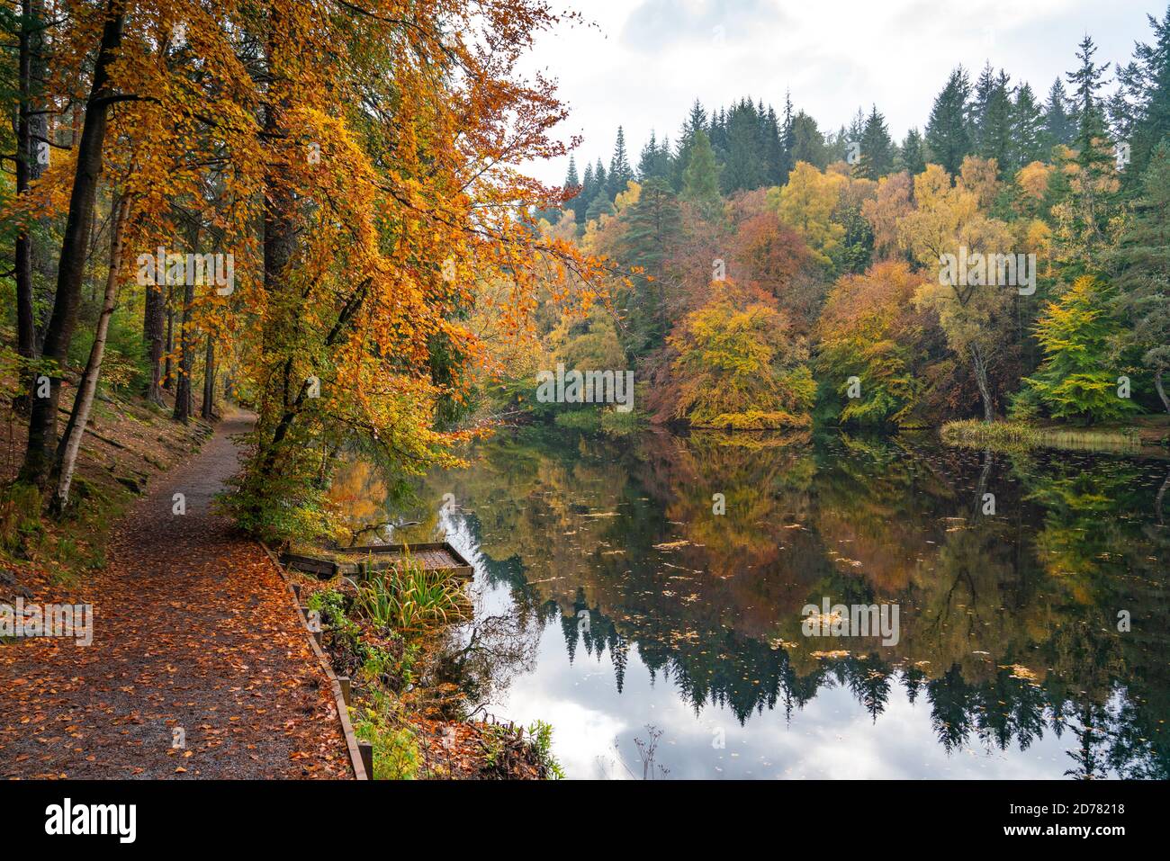 Herbstfarben auf Waldbelaubung am Loch Dunmore in Faskally Wood bei Pitlochry in Perthshire, Schottland, Großbritannien Stockfoto