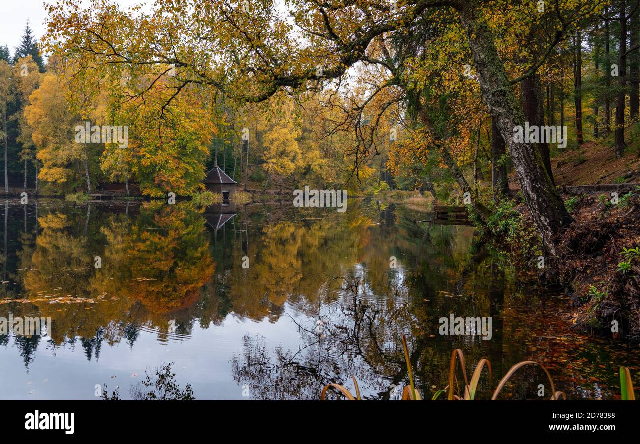 Herbstfarben auf Waldbelaubung am Loch Dunmore in Faskally Wood bei Pitlochry in Perthshire, Schottland, Großbritannien Stockfoto