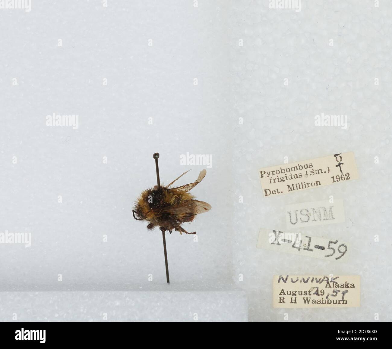 Nunivak, Bethel, Alaska, United States, Bombus (Pyrobombus) frigidus Smith, Animalia, Arthropoda, Insecta, Hymenoptera, Apidae, Apinae Stockfoto