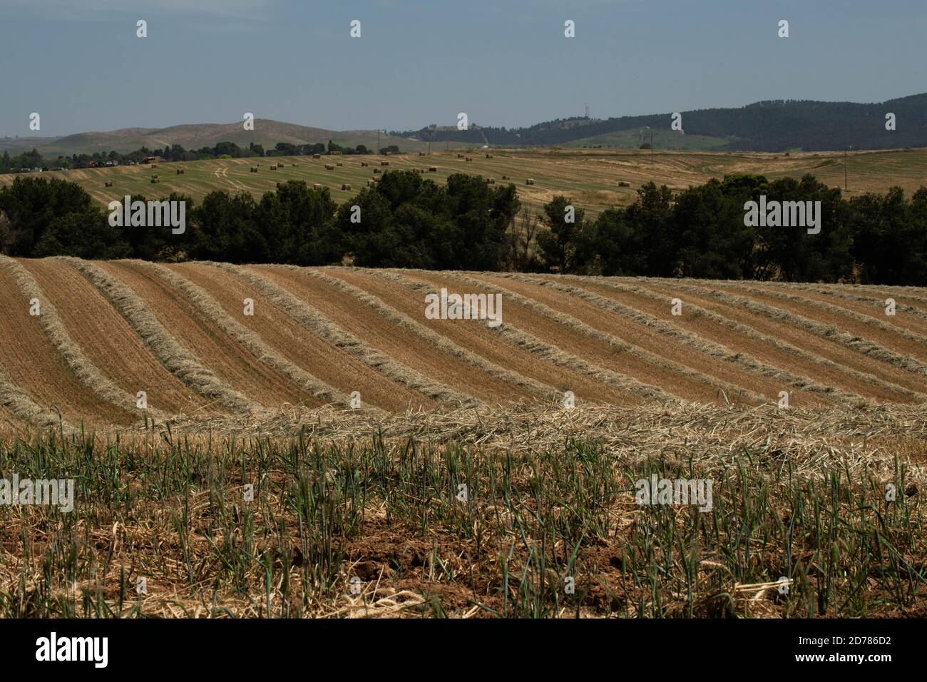 Wüstenlandwirtschaft fotografiert in der Negev-Wüste, Israel