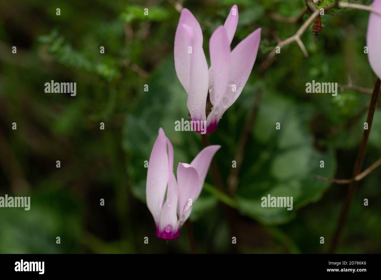 Cyclamen persicum Persian Violets closeup, fotografiert in Israel im Winter Februar Stockfoto