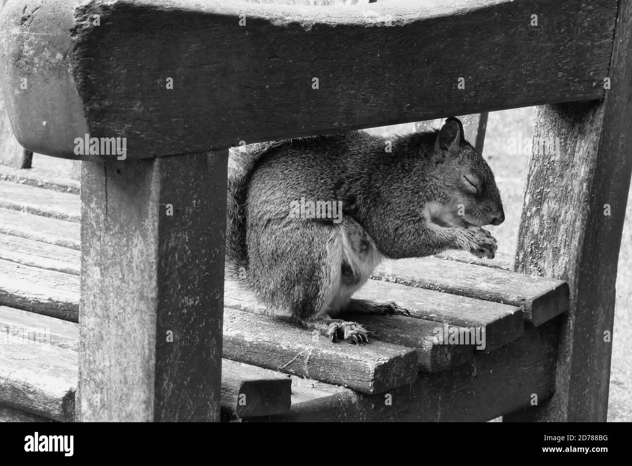 Nahaufnahme von niedlichen Eichhörnchen sitzen auf einer Parkbank essen eine Eichel. Im Herbst im Freien in einem öffentlichen Park Stockfoto