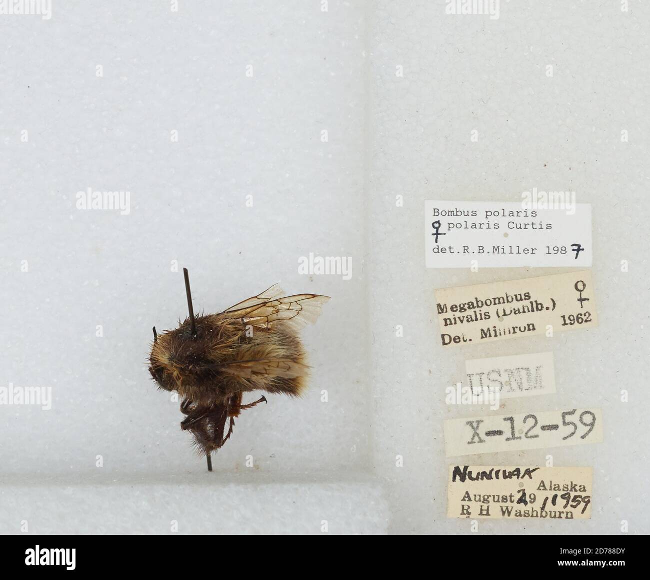 Nunivak Island, Bethel, Alaska, United States, Bombus (Alpinobombus) polaris Curtis, 1835, Animalia, Arthropoda, Insecta, Hymenoptera, Apidae, Apinae Stockfoto