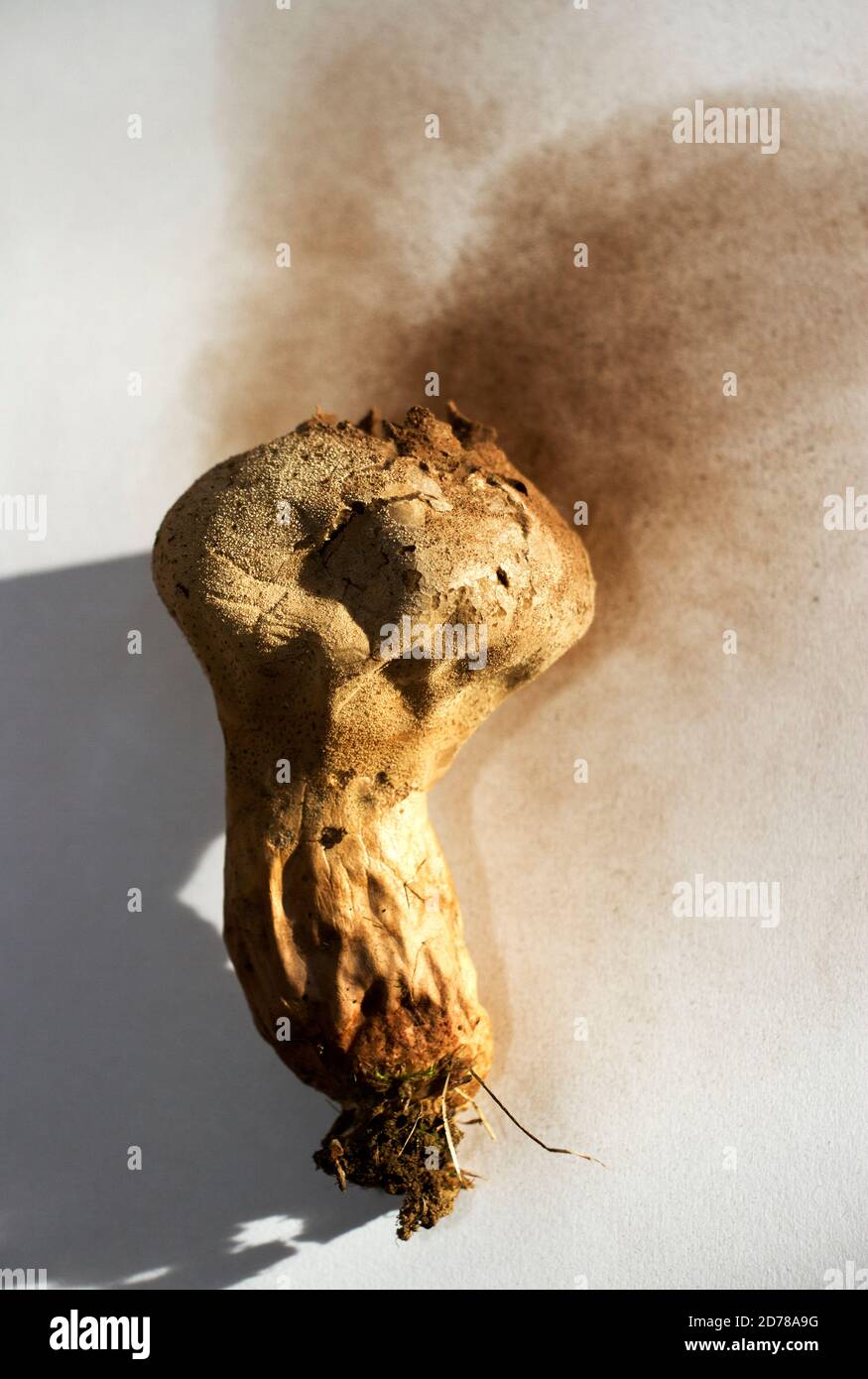 Markante Pilze mit Sporenbildung, die sich in einer ballartigen Masse in einem abgerundeten Sporensack entwickeln. Der Common Puffball hat eine typische apikale Pore Stockfoto