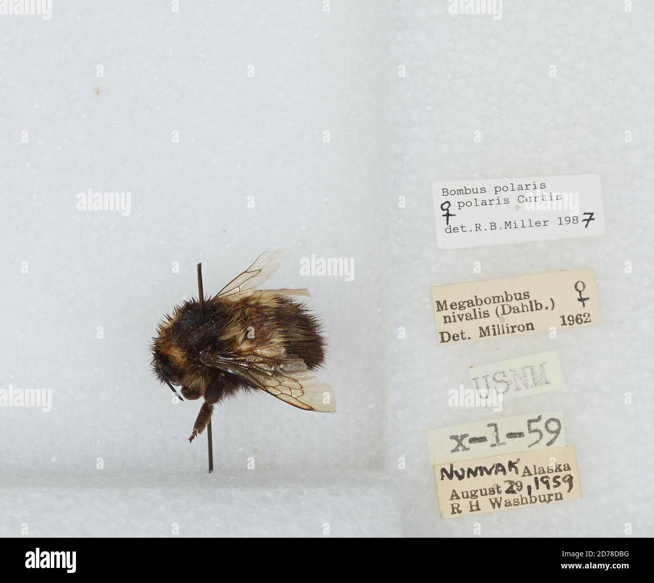 Nunivak, Bethel, Alaska, United States, Bombus (Alpinobombus) polaris Curtis, 1835, Animalia, Arthropoda, Insecta, Hymenoptera, Apidae, Apinae Stockfoto