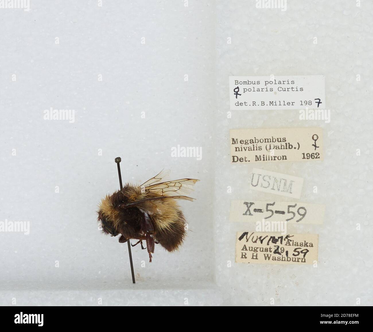 Nunivak Island, Bethel, Alaska, United States, Bombus (Alpinobombus) polaris Curtis, 1835, Animalia, Arthropoda, Insecta, Hymenoptera, Apidae, Apinae Stockfoto