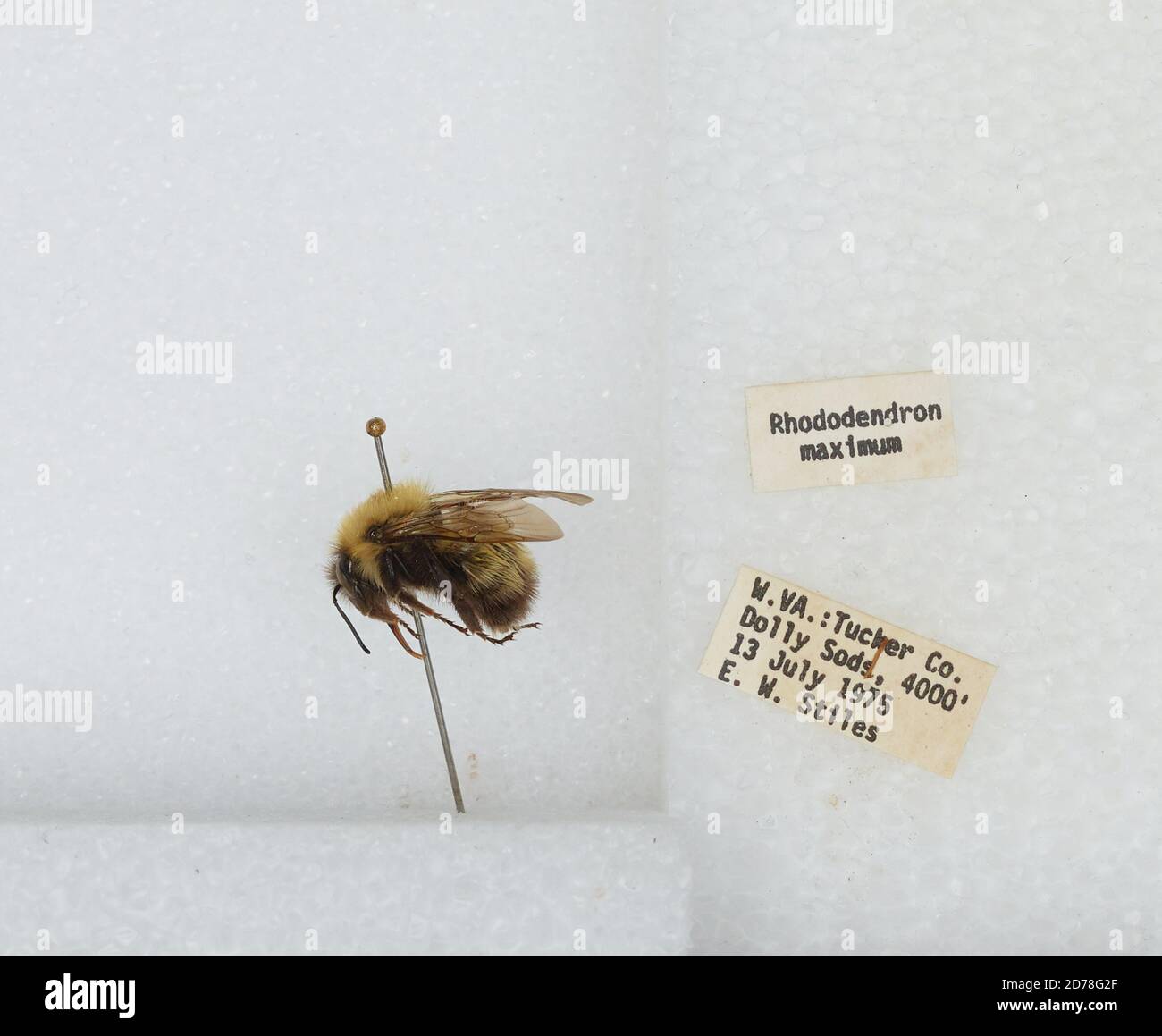 Dolly Sods Wilderness, Teil des Monongahela National Forest, Tucker, West Virginia, USA, Bombus (Pyrobombus) perplexus Cresson, 1863, Animalia, Arthropoda, Insecta, Hymenoptera, Apidae, Apinae Stockfoto