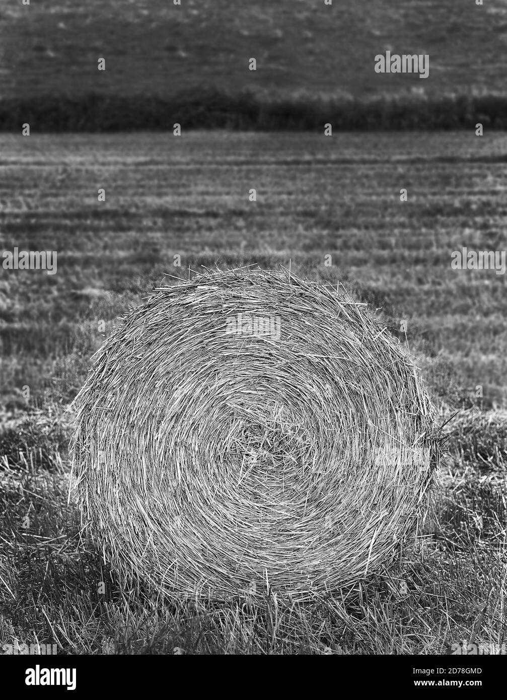 Kreisförmige Heuballe im Vordergrund in EINEM Feld Stockfoto