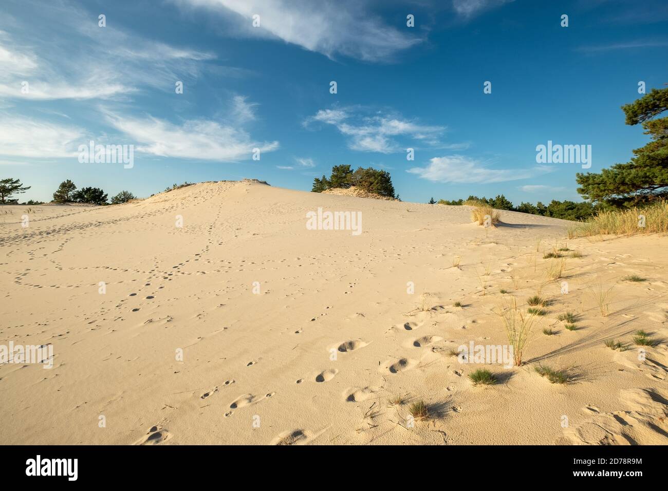 Treibdünen an der Ostsee bei Leba, Polen Stockfoto