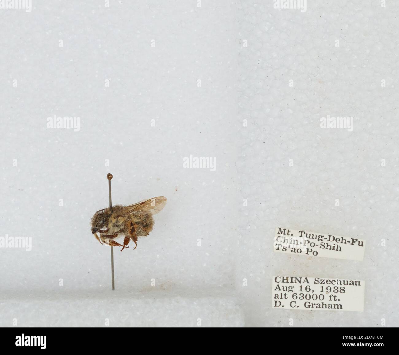 Mt. Tung-Deh-Fu Chin-Po-Shih TS'AO Po, Sichuan, China, Bombus sp., Animalia, Arthropoda, Insecta, Hymenoptera, Apidae, Apinae Stockfoto