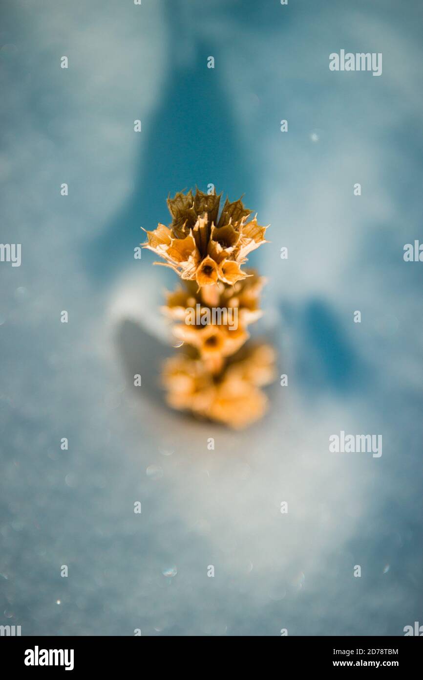 Verdorrte Pflanze im Schnee. Selektiver Weichfokus, vertikal Stockfoto