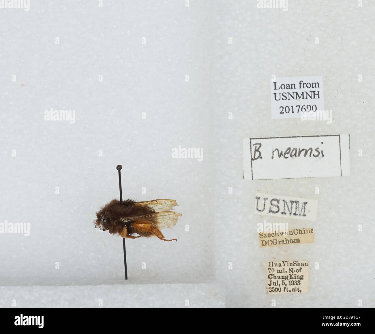 Hua Yin Shan 70 Meilen nördlich von Chung King, Sichuan, China, Bombus mearnsi Ashmead, 1905, Animalia, Arthropoda, Insecta, Hymenoptera, Apidae Stockfoto