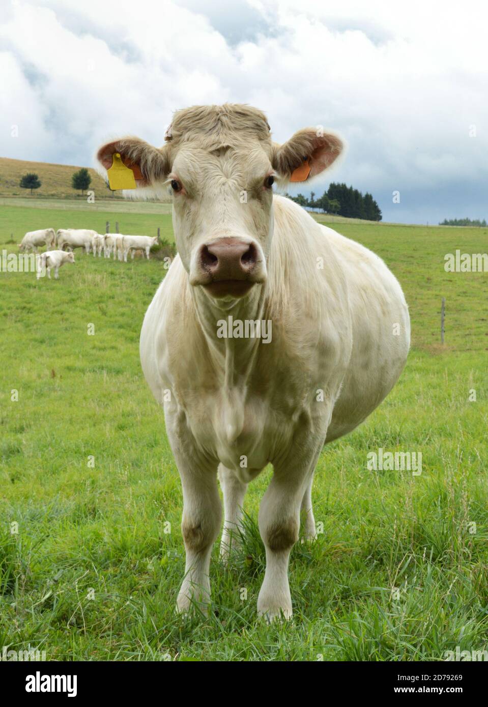 Eine schwangere Kuh, Charolais Rasse in einem Feld auf dem Land. Stockfoto