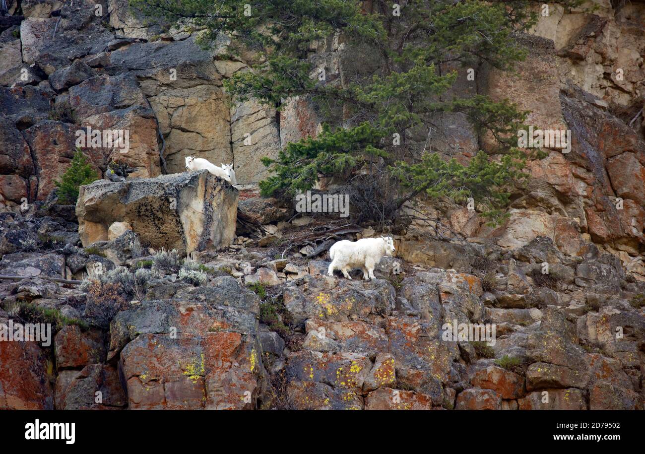 Drei Bergziegen Stockfoto