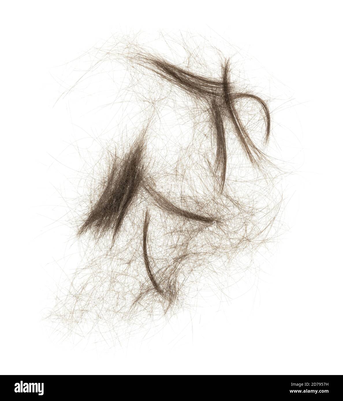 Haarbündel isoliert auf weißem Hintergrund. Tuft Haar close-up Stockfoto