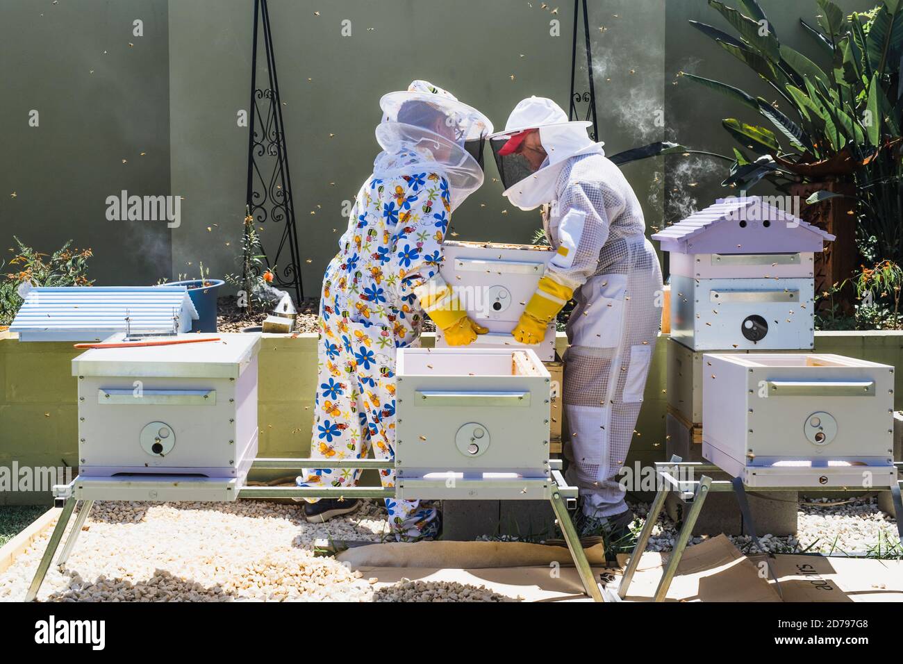 Imker Kontrolle Bienenstock und Kamm Rahmen, Ernte Honig. Bienenzuchtkonzept. Stockfoto