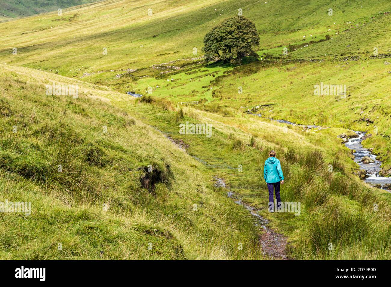 Wandern auf einem Pfad durch einen Bach in den Galtee Bergen, County Limerick, Irland Stockfoto