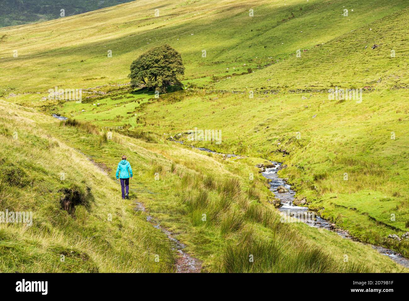 Wandern auf einem Pfad durch einen Bach in den Galtee Bergen, County Limerick, Irland Stockfoto