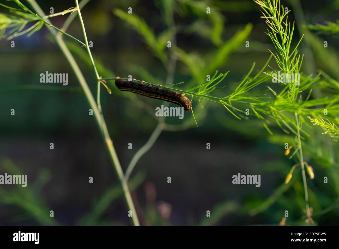 Raupe kriecht auf einigen Unkräutern Stockfoto