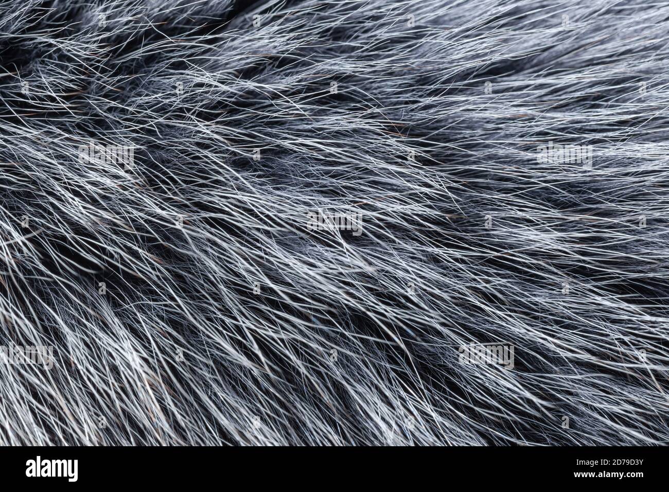 Graues Fell Nahaufnahme Stockfoto